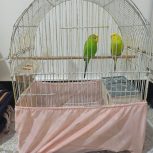 مرغ عشق سبز رنگ با تمامی وسایل مورد نیاز