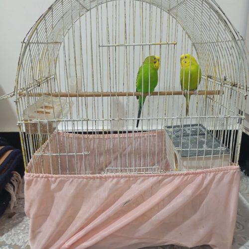 مرغ عشق سبز رنگ با تمامی وسایل مورد نیاز