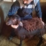 فروش قوچ همو وهترو