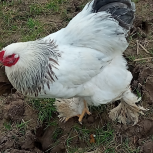 خروس برهما اصیل