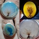 شجر تک درخت