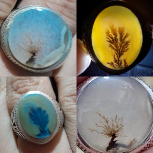 شجر تک درخت