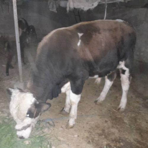 فروش گوساله نر