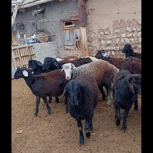 بره نر قرقیزل چال