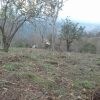 زمین باغی در روستای بالا مازوکله پشته واجارگاه