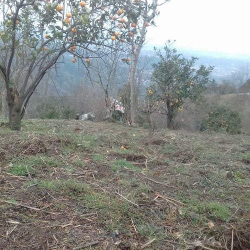 زمین باغی در روستای بالا مازوکله پشته واجارگاه