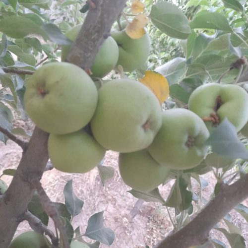 باغچه 400متری