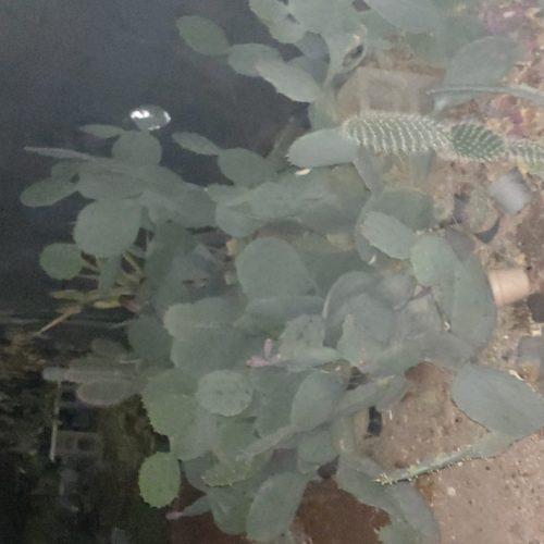 کاکتوسهای کلکسییونی