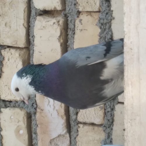 10 طوق حیوون درجه یک