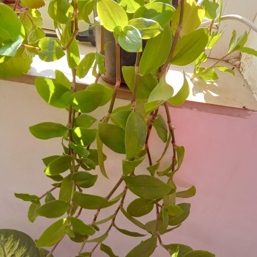 گل دیفن باخیا و انواع گل ها