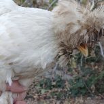 دوتا مرغ سلطان