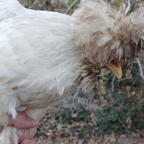 دوتا مرغ سلطان