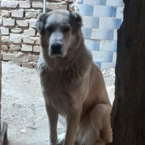 سگ ماده آلابای