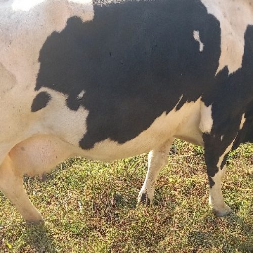 گاو ماده خوش هیکل مختص خانه دار