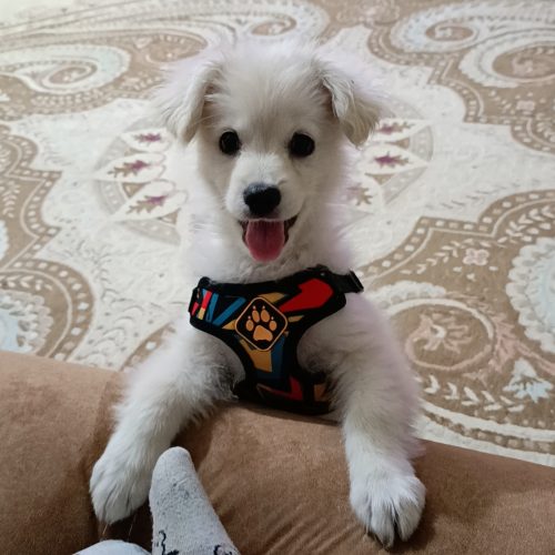 سگ پامر اشپیتز سفید