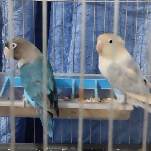 طوطی برزیلی