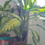 گل دیفن باخیا و انواع گل ها