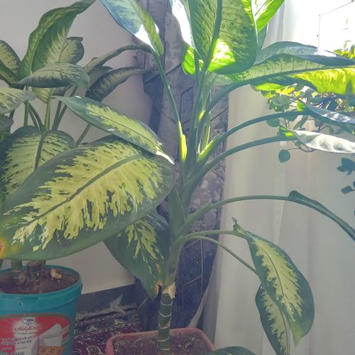 گل دیفن باخیا و انواع گل ها