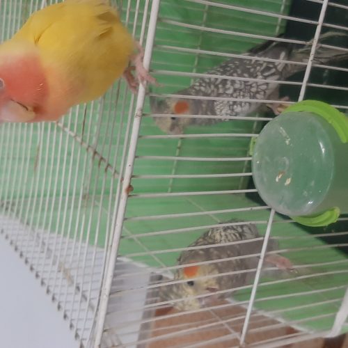 یک جفت عروس هلندی