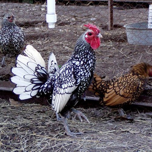 جوجه سیبرایت مینیاتوری اصل