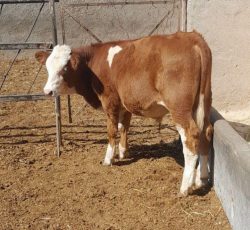 تهیه گوساله های سیمنتال و هلشتاین و..