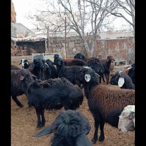 بره نر قرقیزل چال