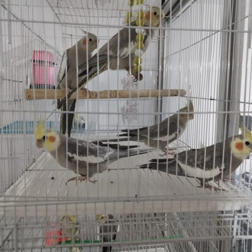 فروش عروس هلندی