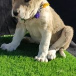 توله آلابای