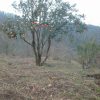 زمین باغی در روستای بالا مازوکله پشته واجارگاه