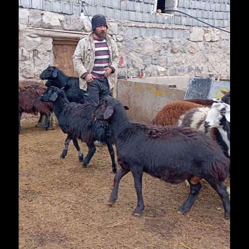 بره نر قرقیزل چال