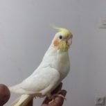 عروس هلندی گمشده