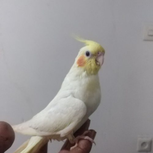 عروس هلندی گمشده