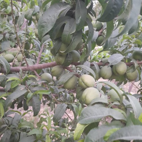 باغچه 400متری