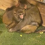 کفتر بومب از شهرستان میخام