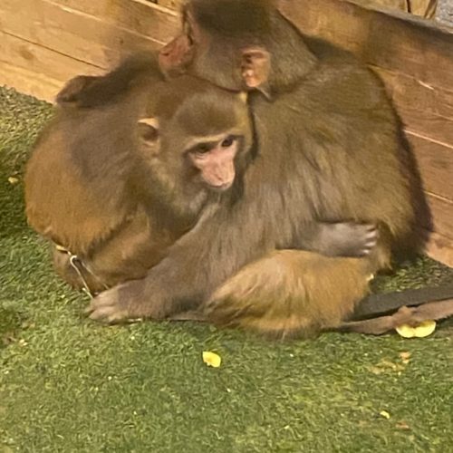 کفتر بومب از شهرستان میخام