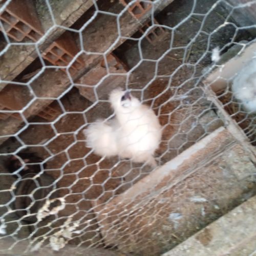 مرغ و خروس ابریشمی معاوضه