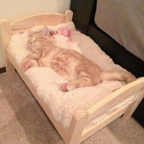 خوابگاه گربه