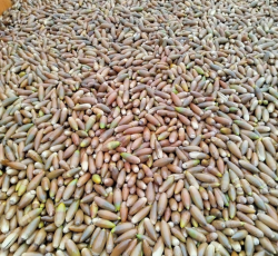 بلوط تحویلی