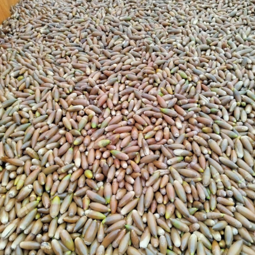 بلوط تحویلی