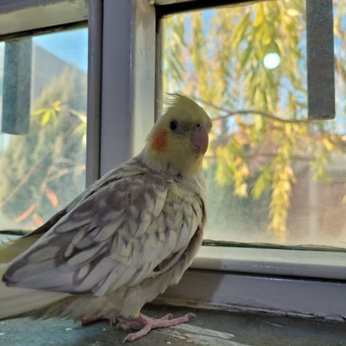 عروس هلندی ماده