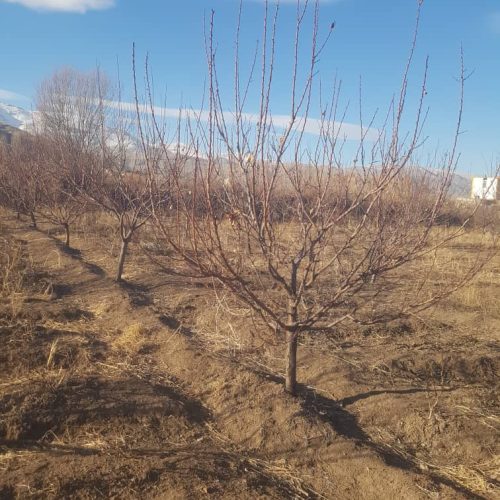 فروش باغ‌ با موقعیت مکانی عالی