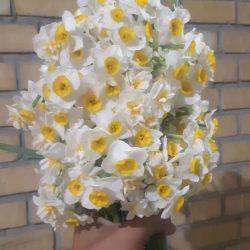 گل نرگس شهلا بهبهان