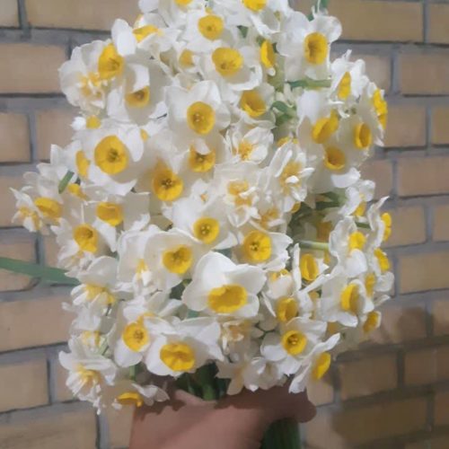 گل نرگس شهلا بهبهان