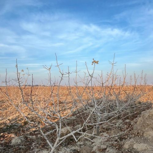 زمین کشاورزی