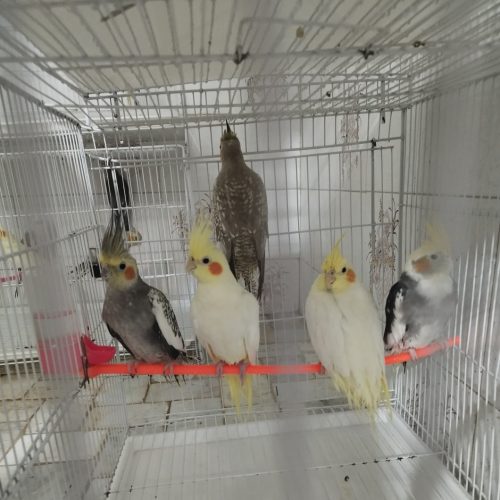 فروش عروس هلندی