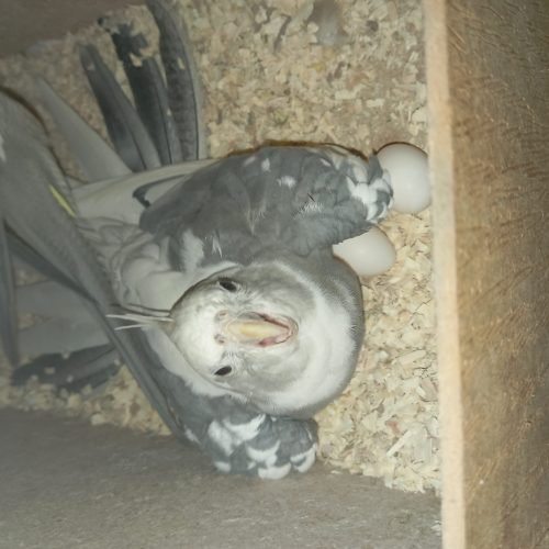 عروس هلندی مولد با فیلم و عکس