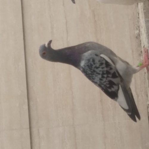 10 طوق حیوون درجه یک