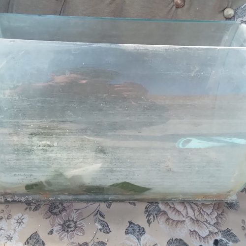 اکواریم