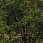 فروش باغ محمودآباد