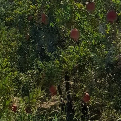 فروش باغ محمودآباد